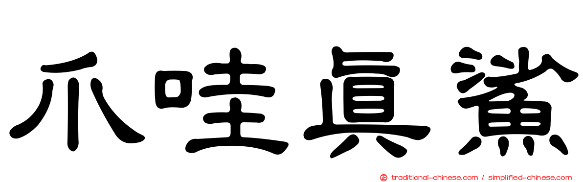 爪哇真鯊
