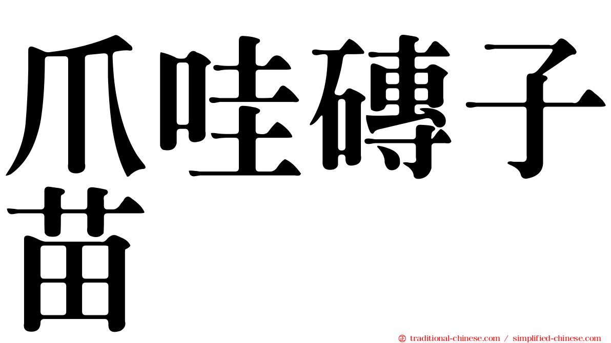 爪哇磚子苗