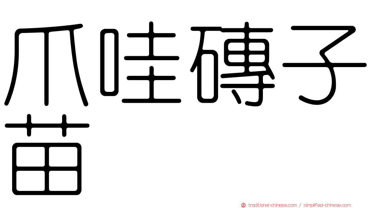 爪哇磚子苗