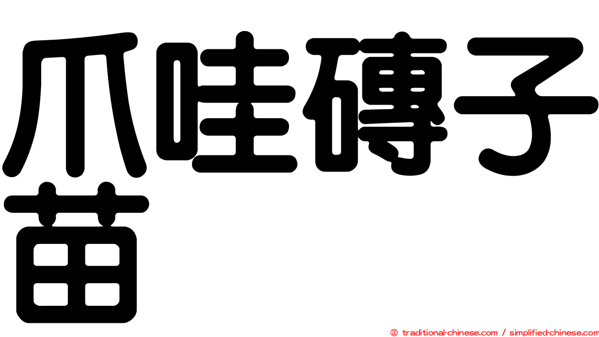 爪哇磚子苗