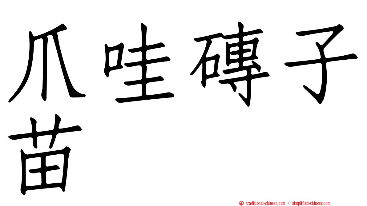 爪哇磚子苗