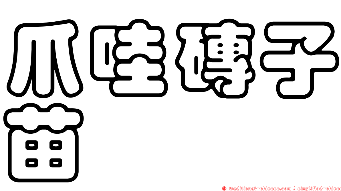 爪哇磚子苗
