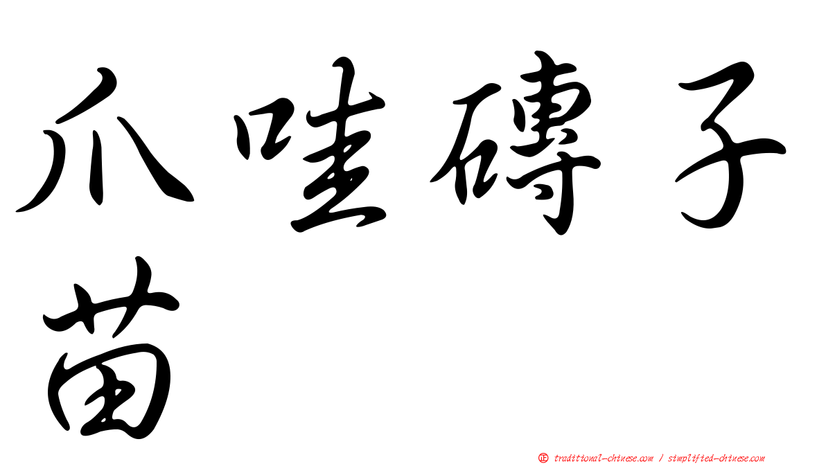 爪哇磚子苗