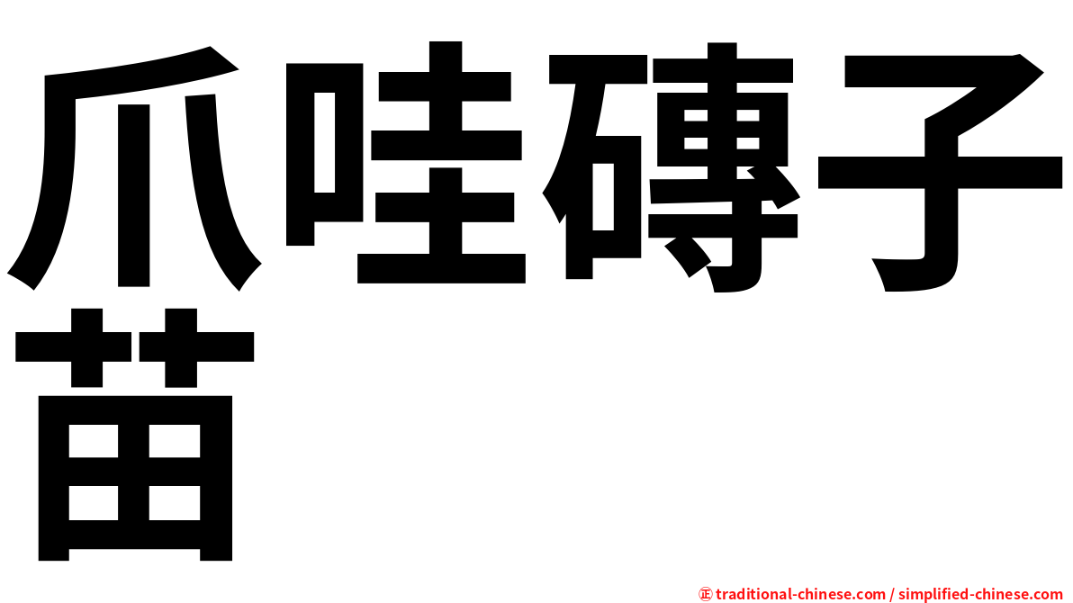 爪哇磚子苗