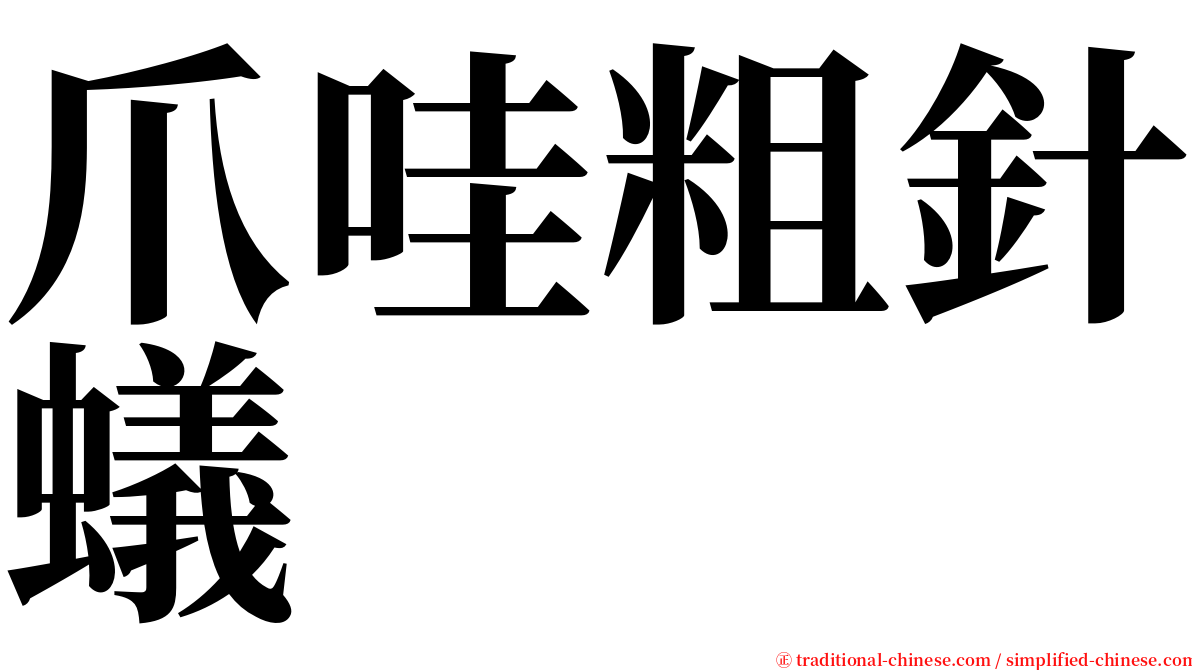 爪哇粗針蟻 serif font