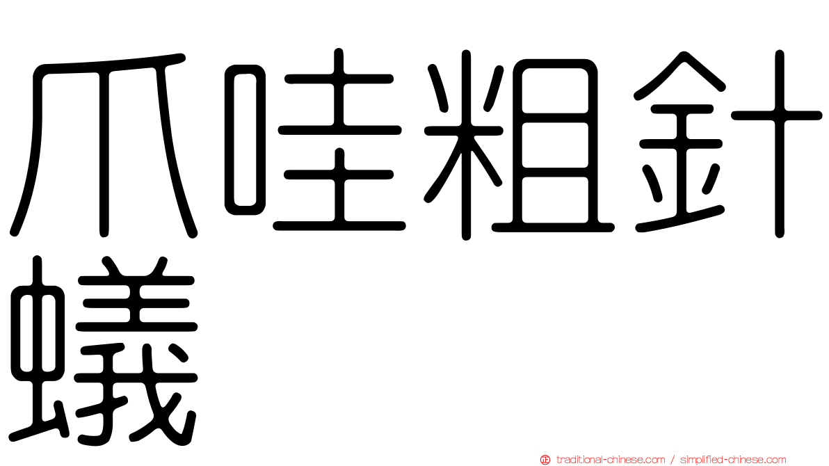 爪哇粗針蟻