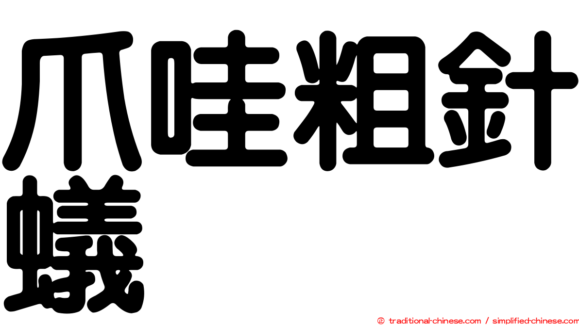 爪哇粗針蟻