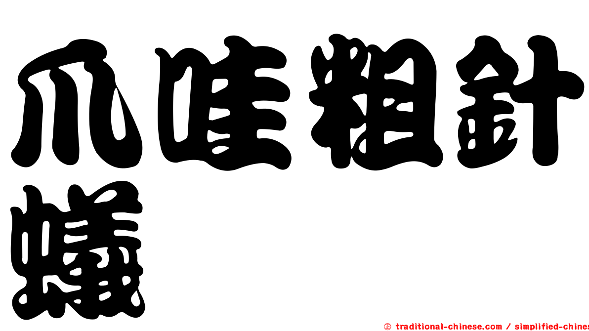 爪哇粗針蟻
