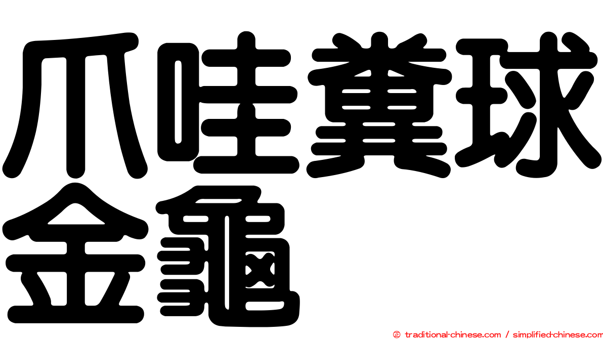 爪哇糞球金龜