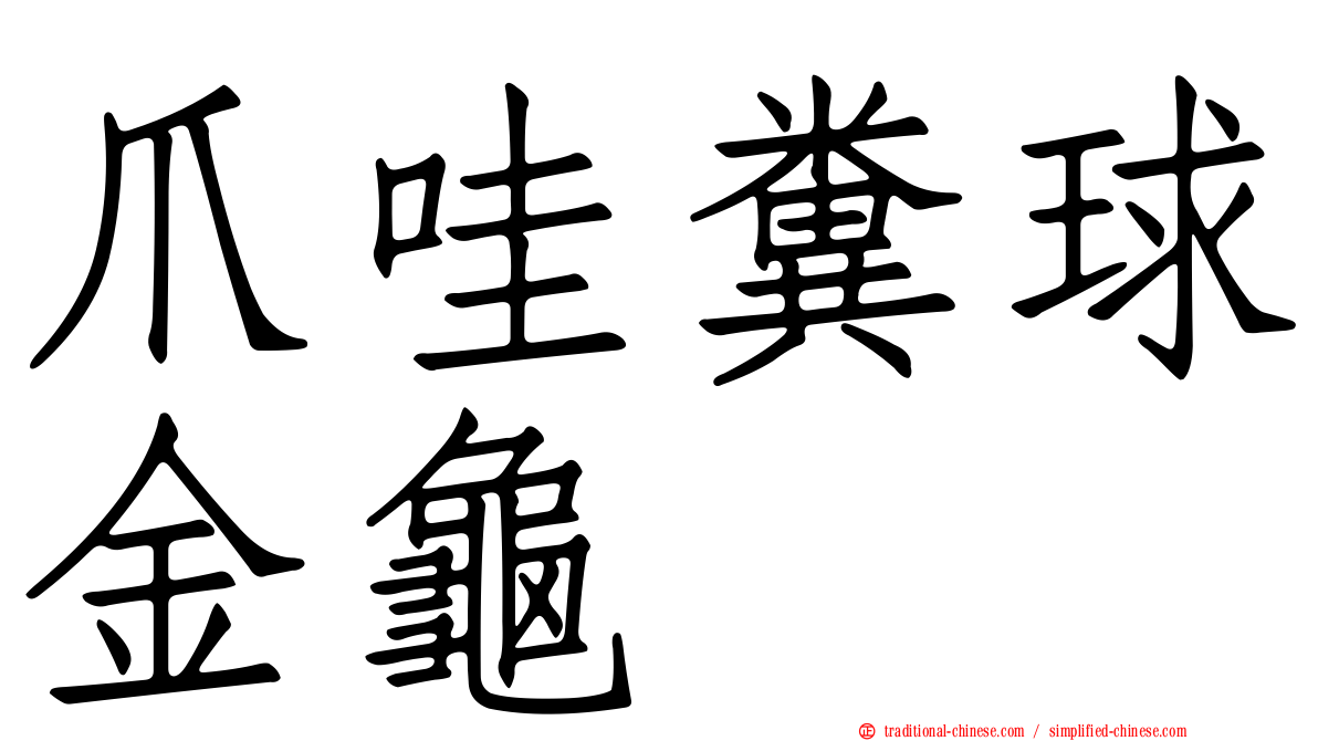 爪哇糞球金龜