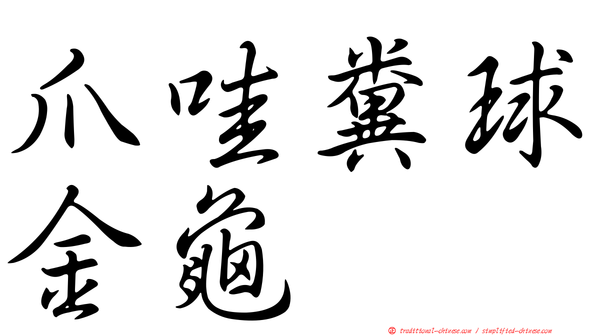 爪哇糞球金龜