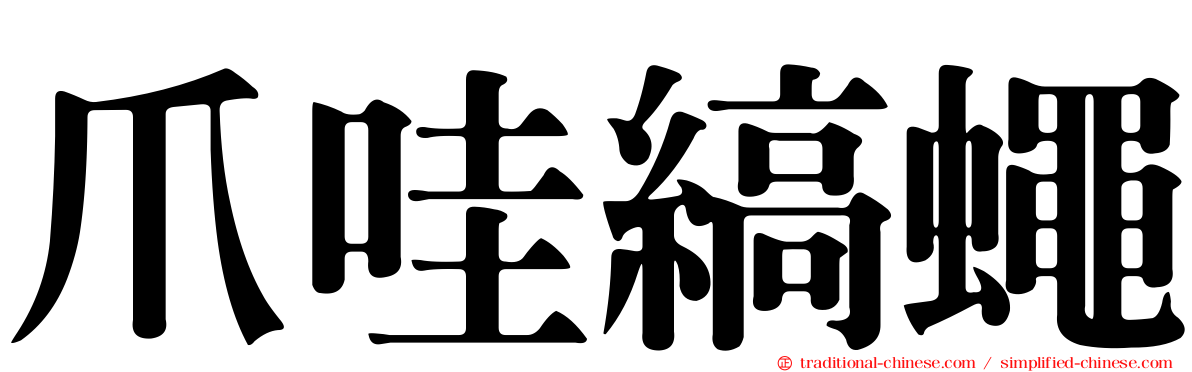 爪哇縞蠅