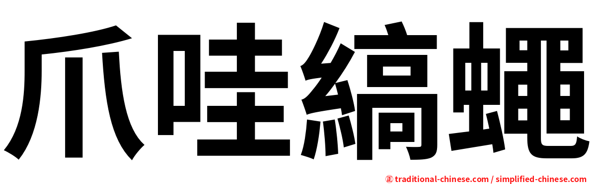 爪哇縞蠅