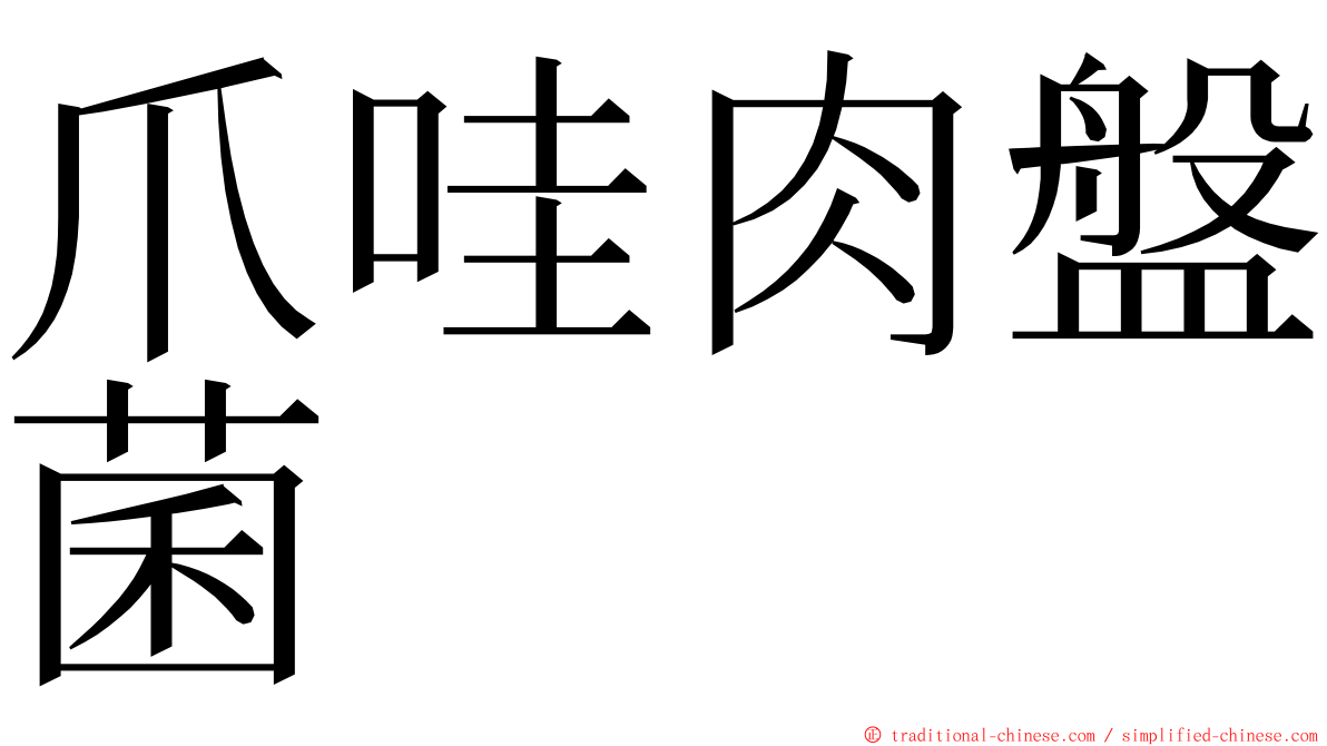 爪哇肉盤菌 ming font