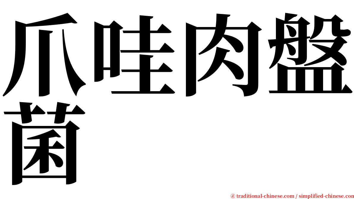 爪哇肉盤菌 serif font