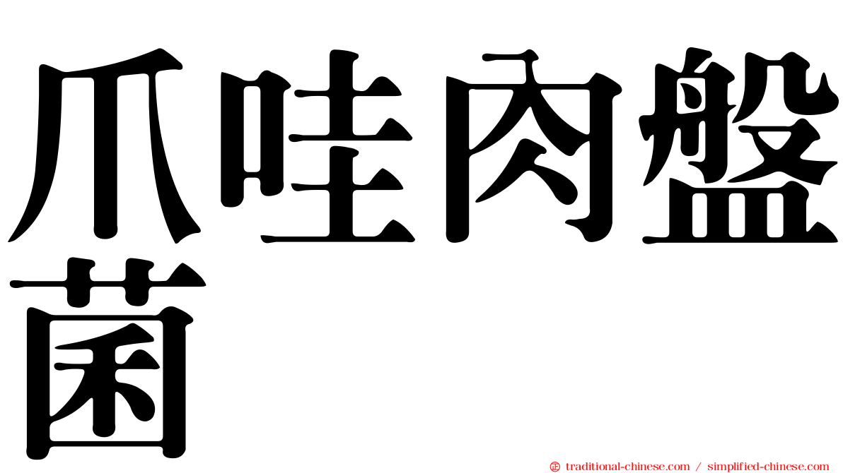 爪哇肉盤菌