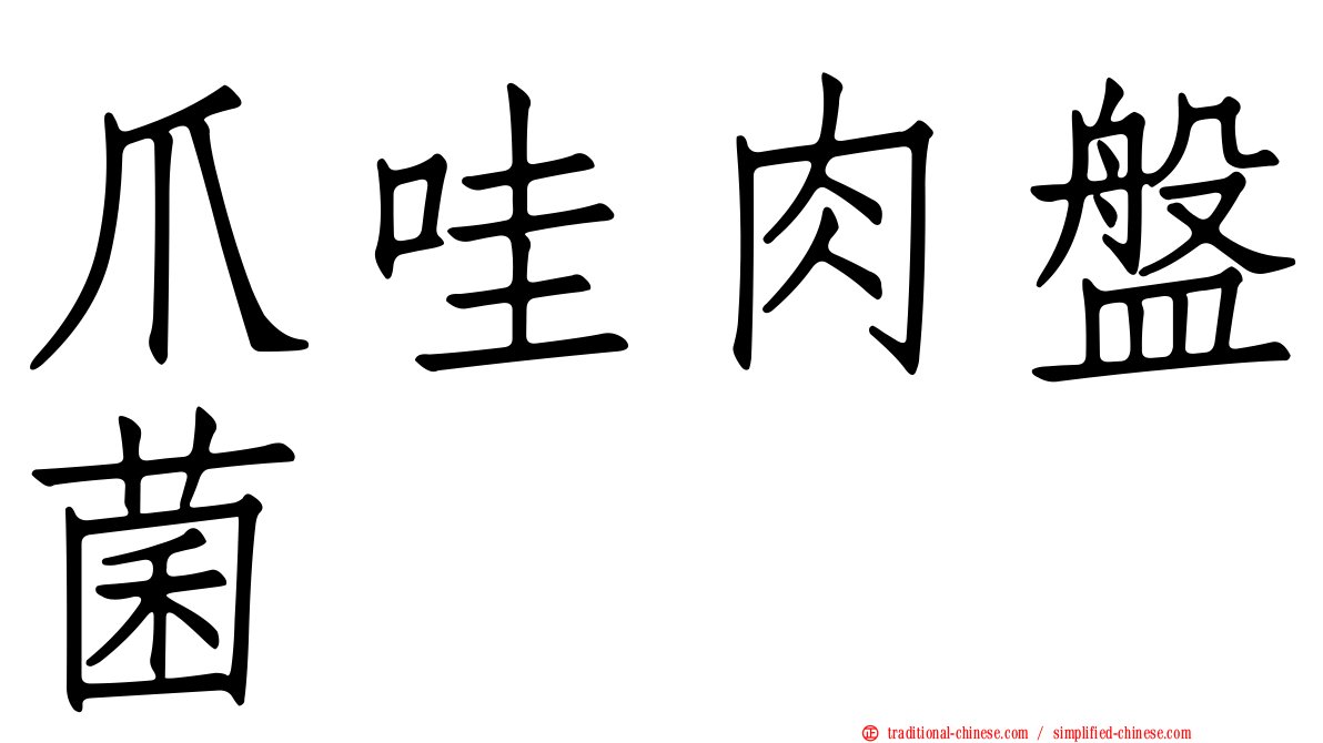 爪哇肉盤菌