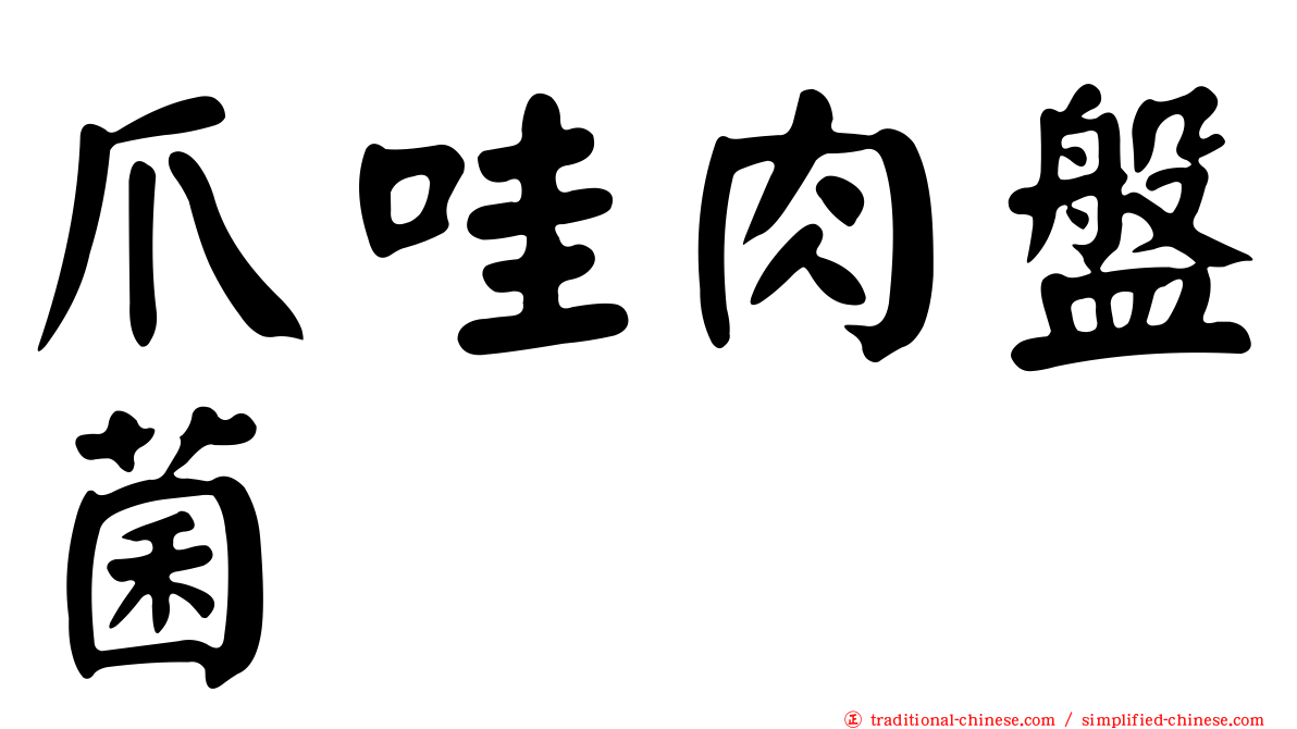 爪哇肉盤菌