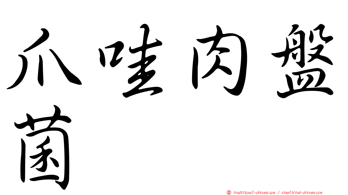 爪哇肉盤菌