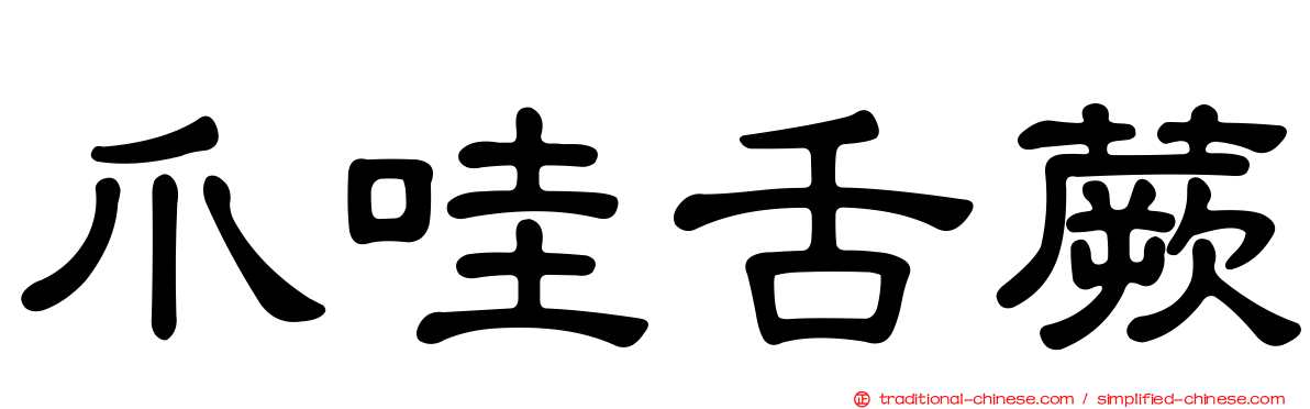 爪哇舌蕨