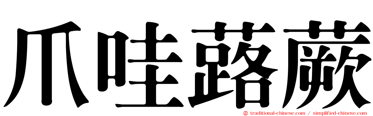 爪哇蕗蕨