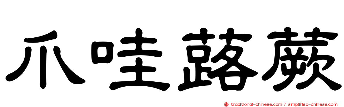 爪哇蕗蕨