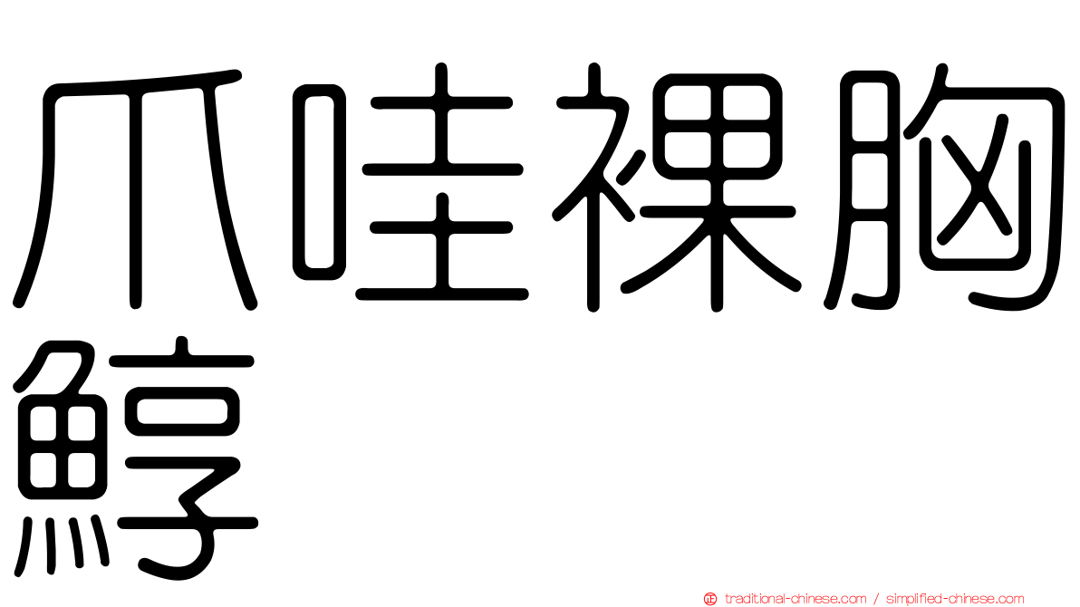 爪哇裸胸鯙