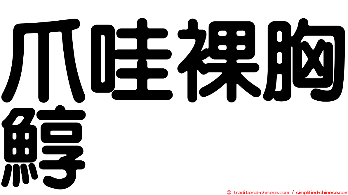 爪哇裸胸鯙