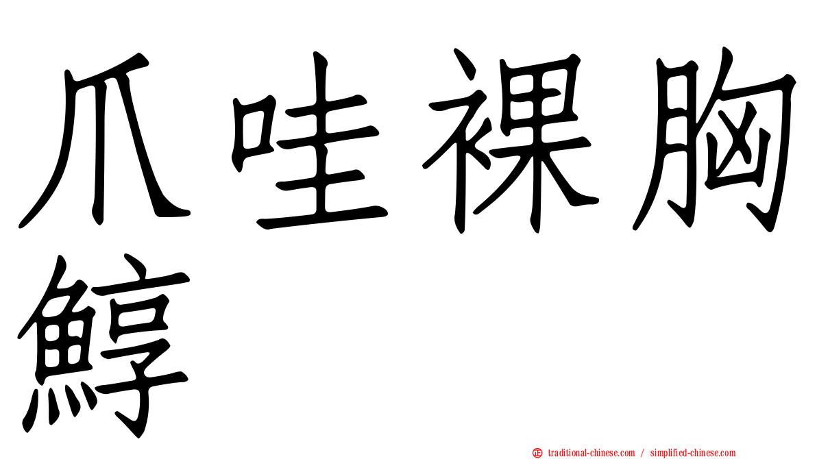 爪哇裸胸鯙