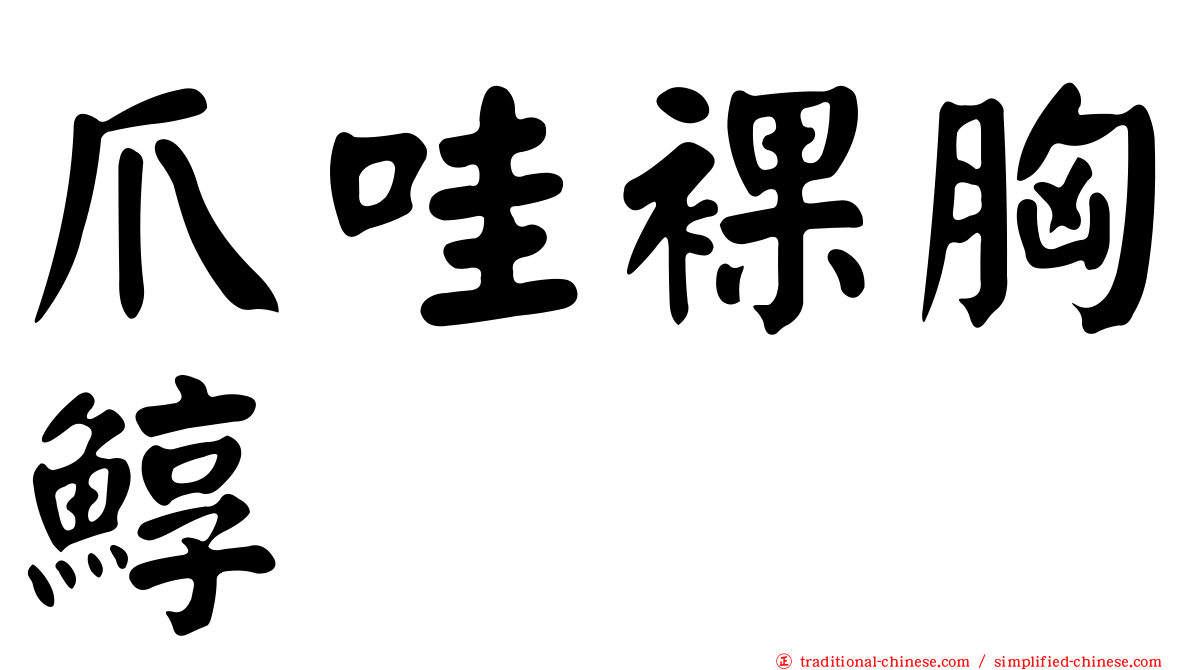 爪哇裸胸鯙