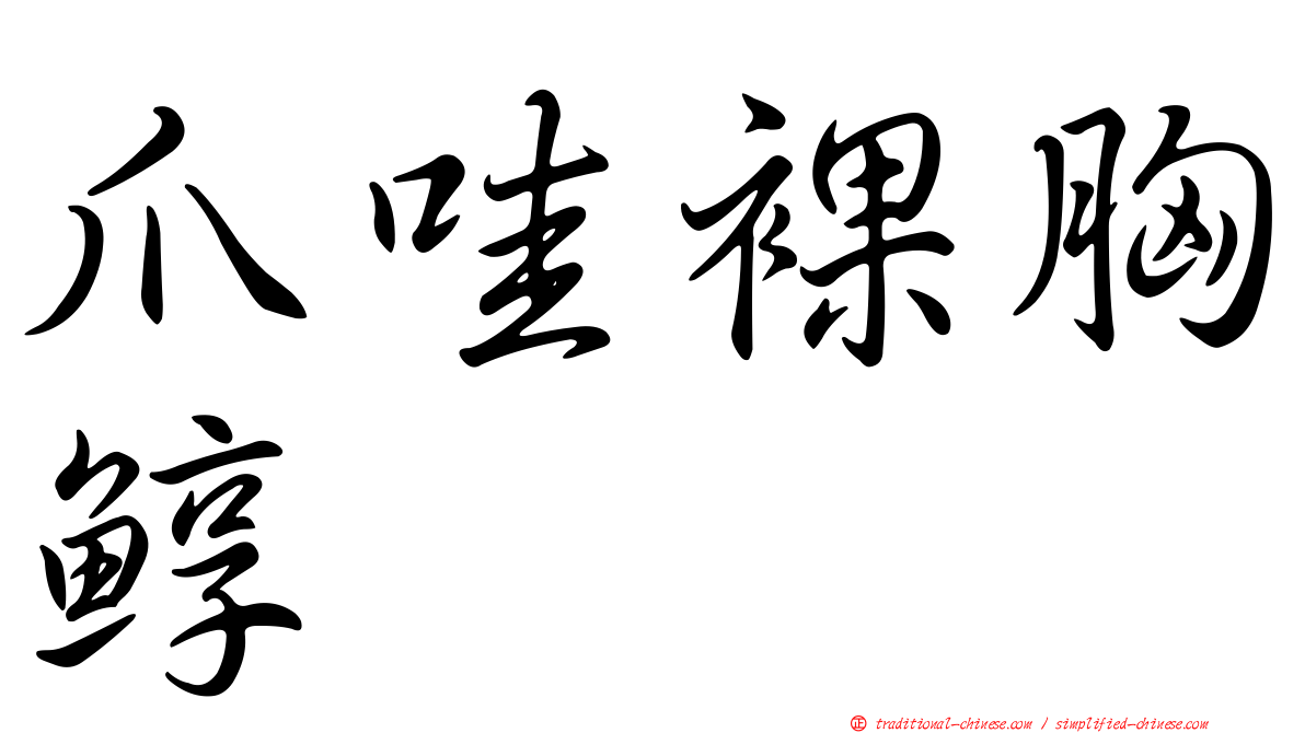 爪哇裸胸鯙