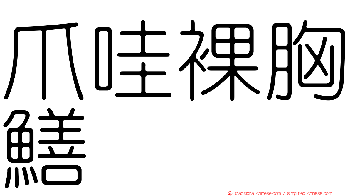 爪哇裸胸鱔