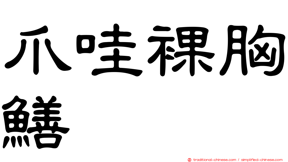 爪哇裸胸鱔