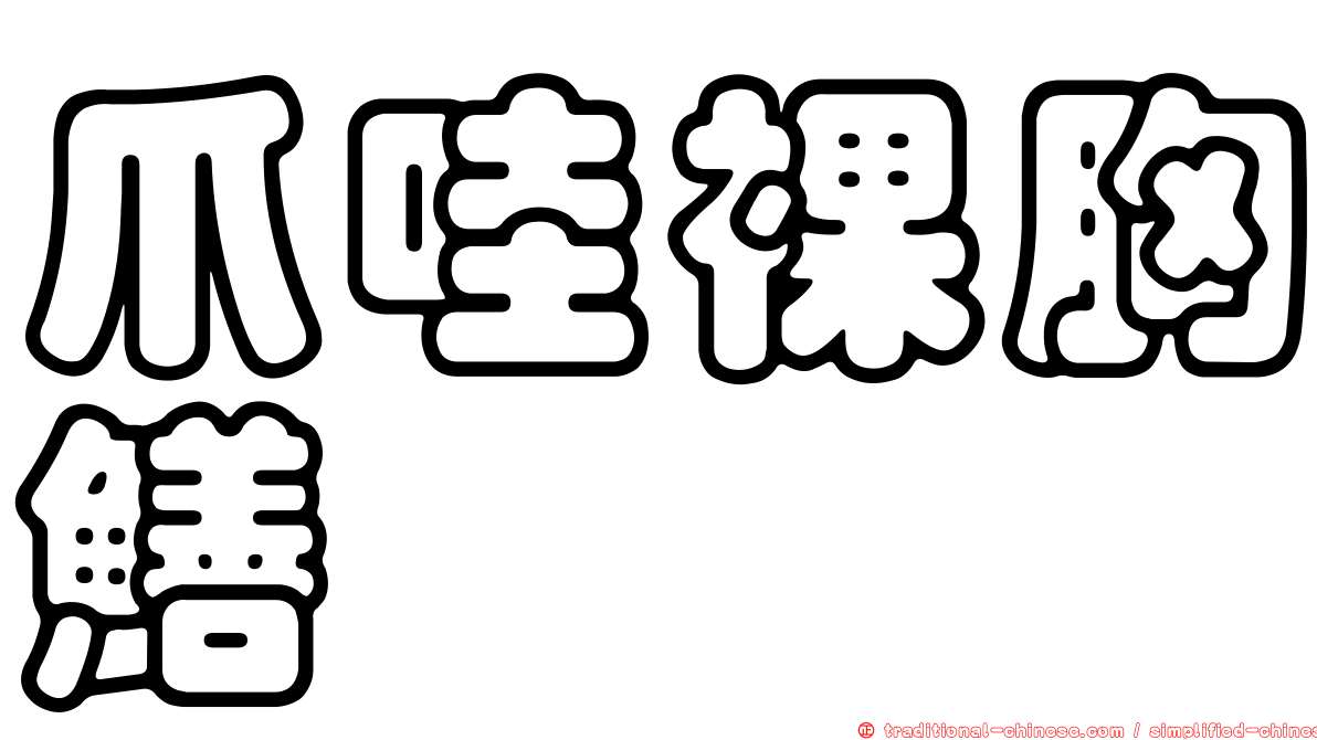 爪哇裸胸鱔