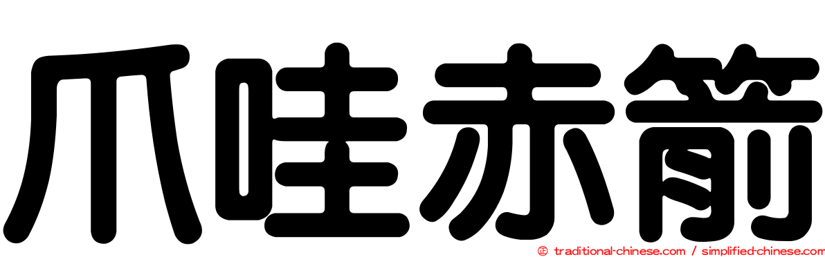 爪哇赤箭