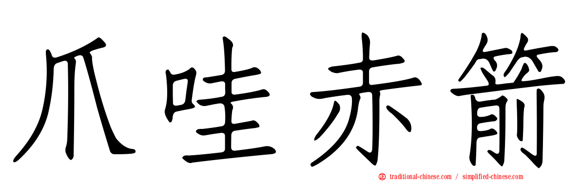 爪哇赤箭