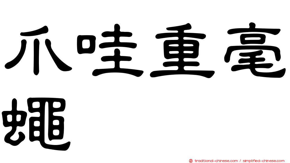 爪哇重毫蠅