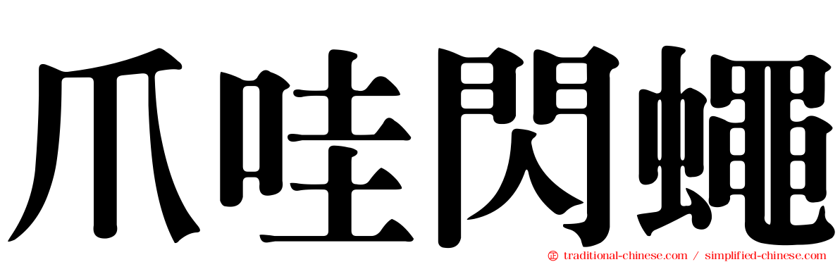 爪哇閃蠅