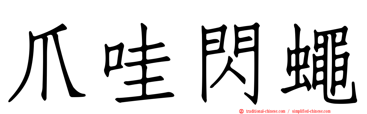 爪哇閃蠅