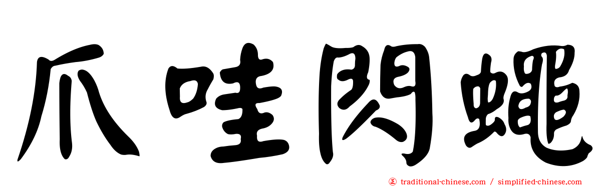 爪哇閃蠅
