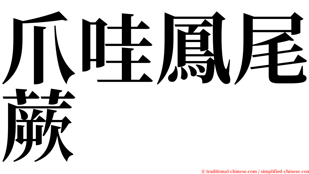 爪哇鳳尾蕨 serif font