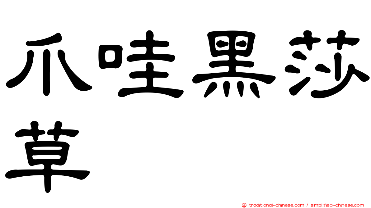 爪哇黑莎草