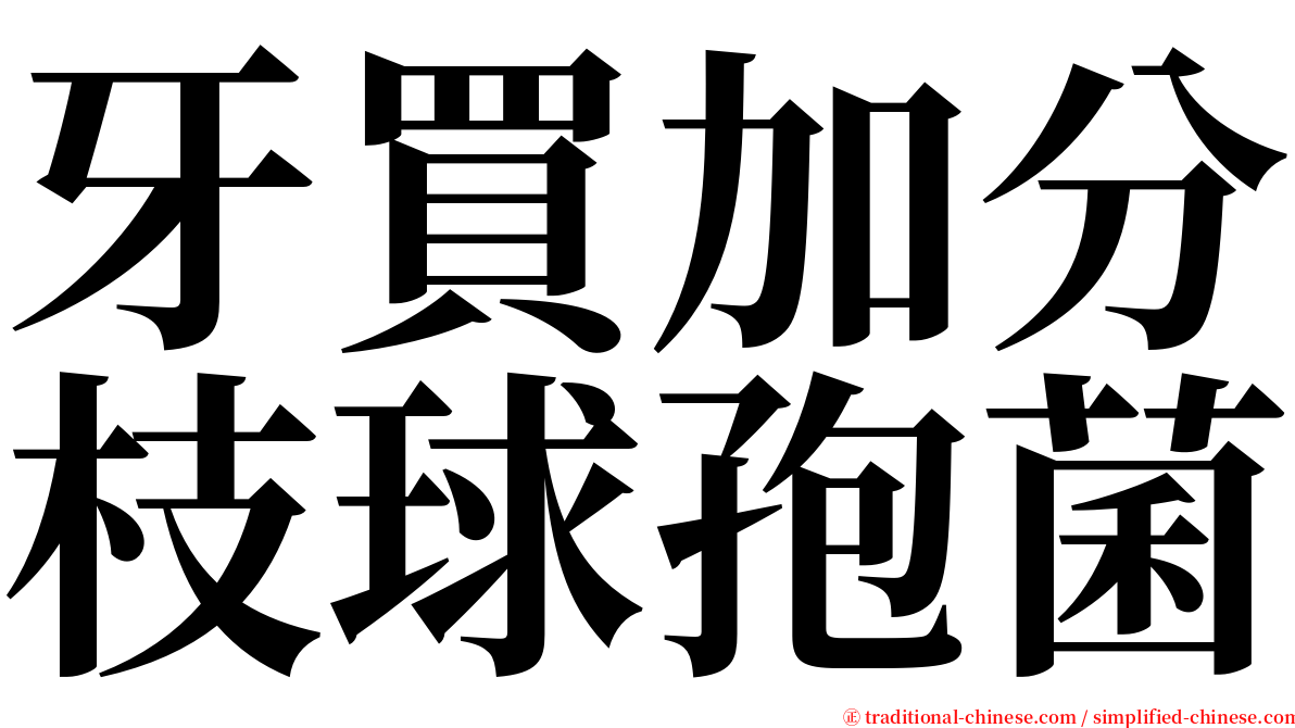 牙買加分枝球孢菌 serif font