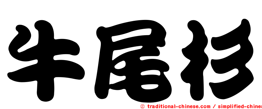牛尾杉