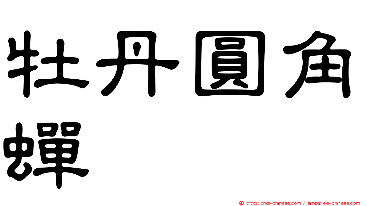 牡丹圓角蟬