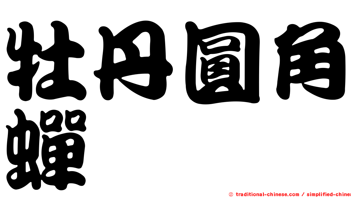 牡丹圓角蟬