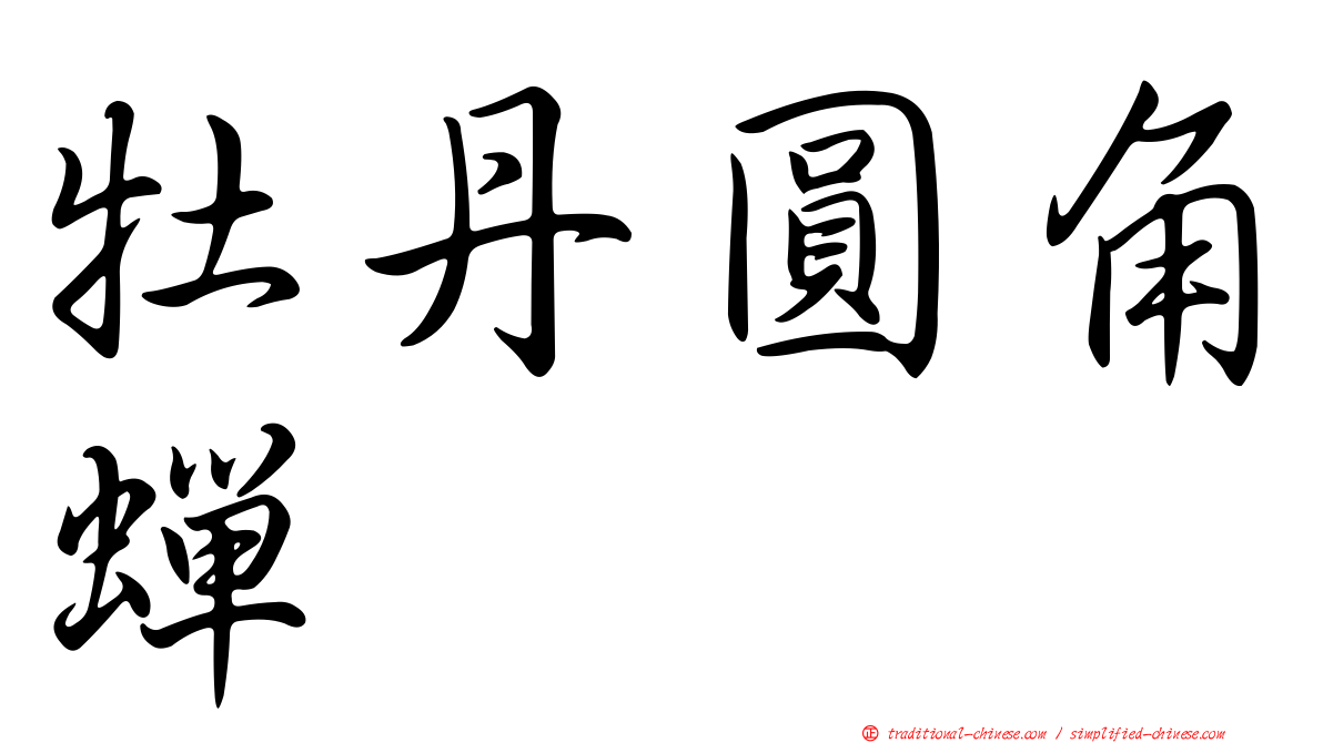 牡丹圓角蟬