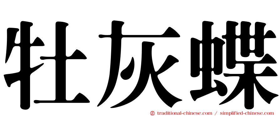牡灰蝶