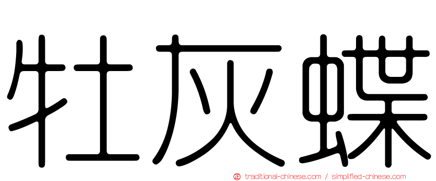 牡灰蝶