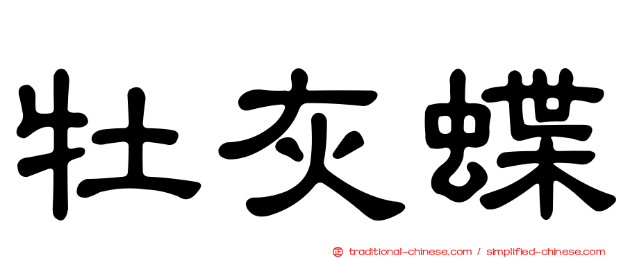 牡灰蝶